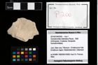 Foto (Objekt + Etikett) von Goniodromites bidentatus (Reuss, 1858)  (NHMW-GEO-2014-0194-0200)